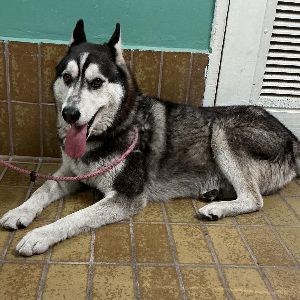 Enlarge Mickie, a Adoptable Husky in San Gabriel, CA image 3/3