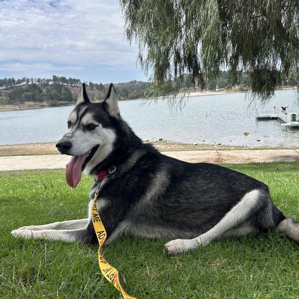 Mickie, a Adoptable Husky in San Gabriel, CA image 4/5