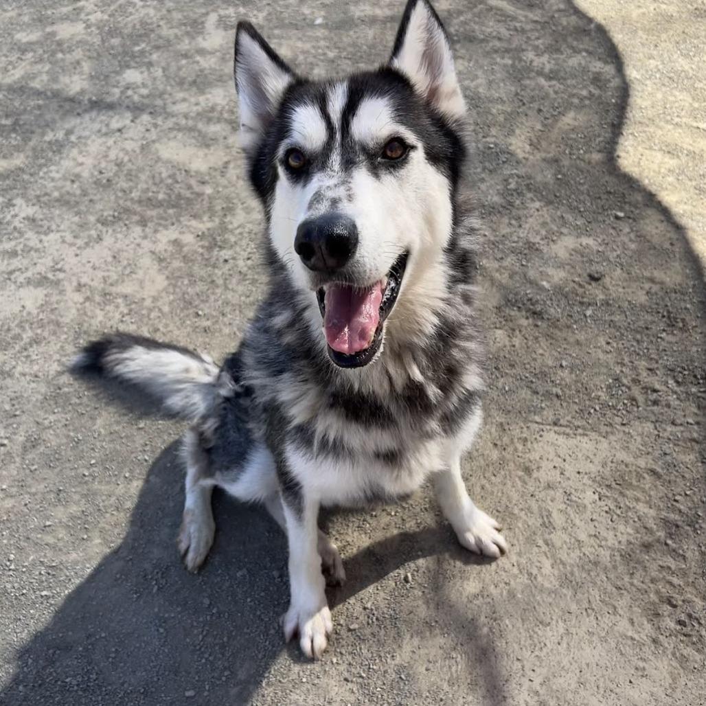 Mickie, a Adoptable Husky in San Gabriel, CA image 4/4