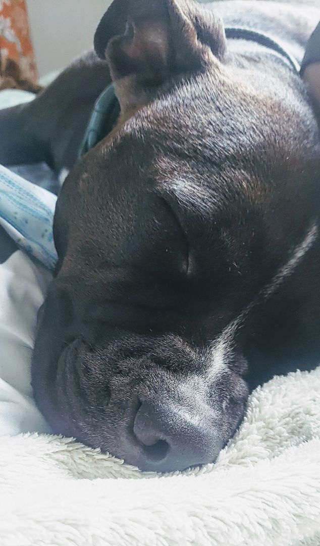 Kiwi- Courtesy Post, a Adoptable mixed breed in Sterling Heights, MI image 1/3