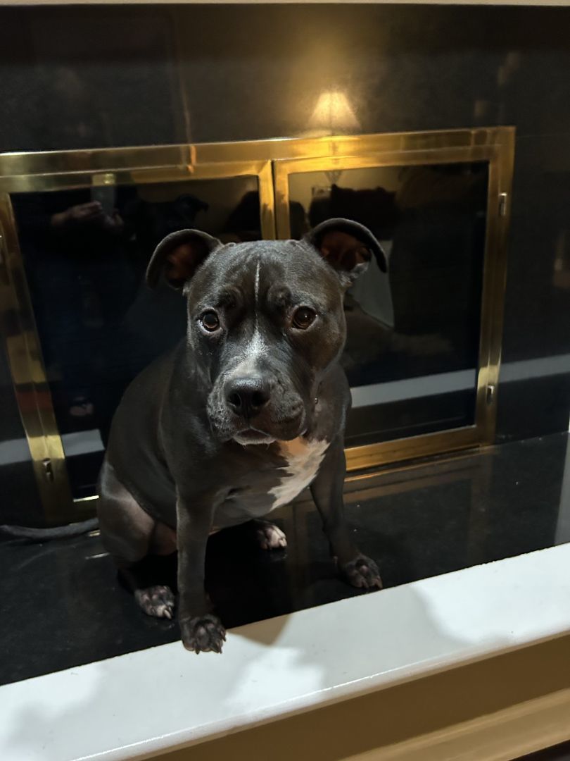 Kiwi- Courtesy Post, a Adoptable mixed breed in Sterling Heights, MI image 2/3