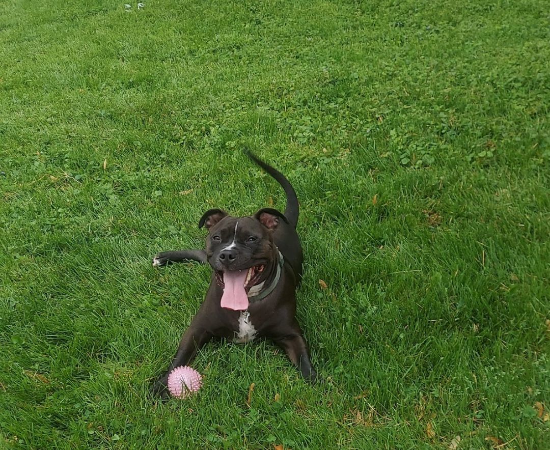 Kiwi- Courtesy Post, a Adoptable mixed breed in Sterling Heights, MI image 3/3