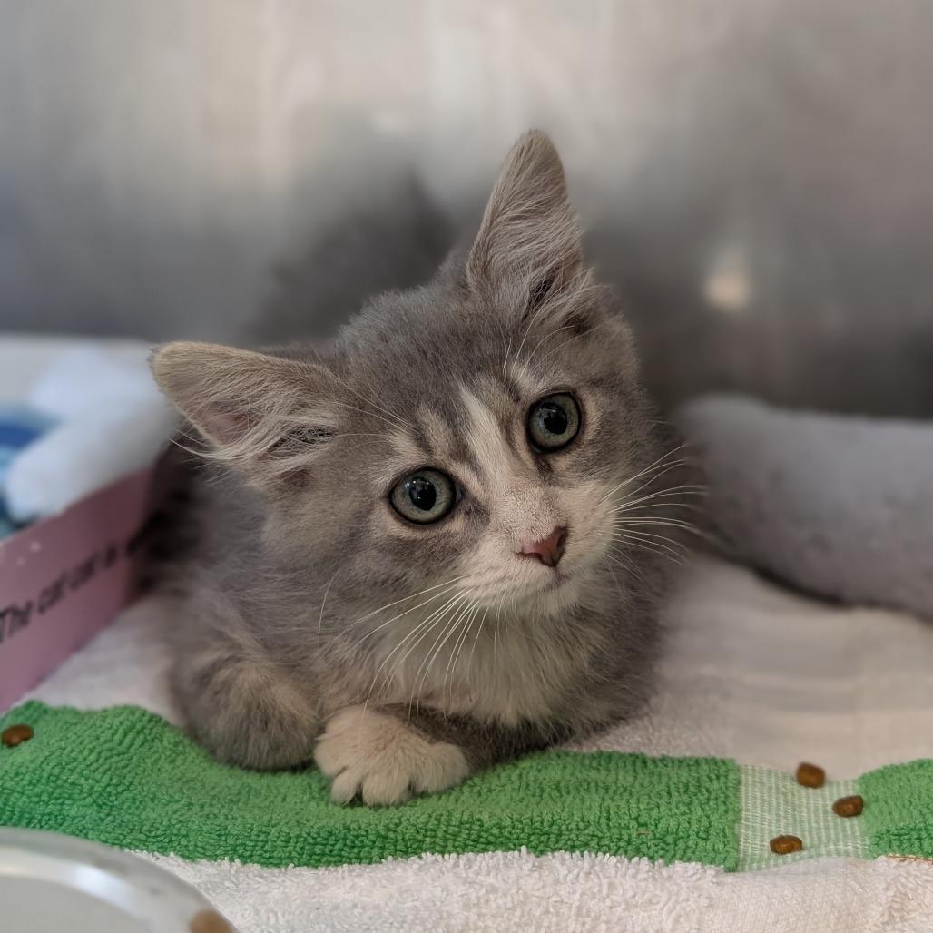 Baja Blast, Adoptable, Kitten Female Domestic Medium Hair.