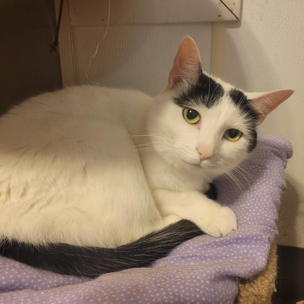 Enlarge Luna, a Adoptable Domestic Short Hair in Hanna City, IL image 1/4