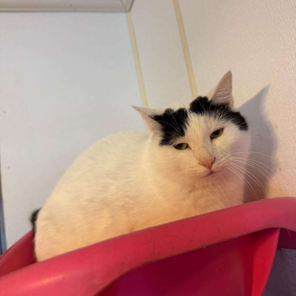 Enlarge Luna, a Adoptable Domestic Short Hair in Hanna City, IL image 2/4