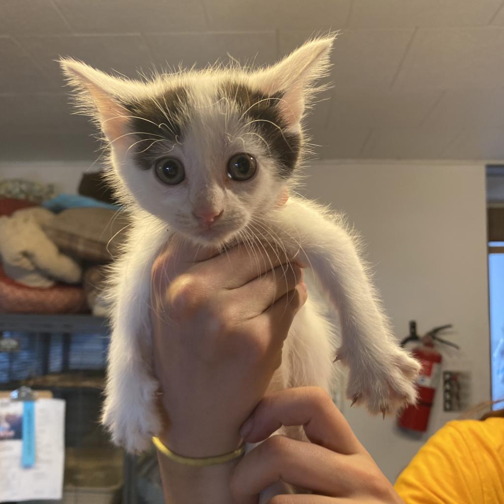 Enlarge Luna, a Adoptable Domestic Short Hair in Hanna City, IL image 3/4