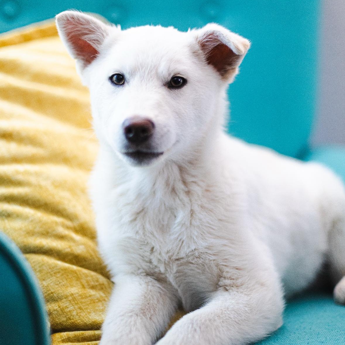 Enlarge Lima, a ADOPTABLE mixed breed in Vancouver, WA image 1/2