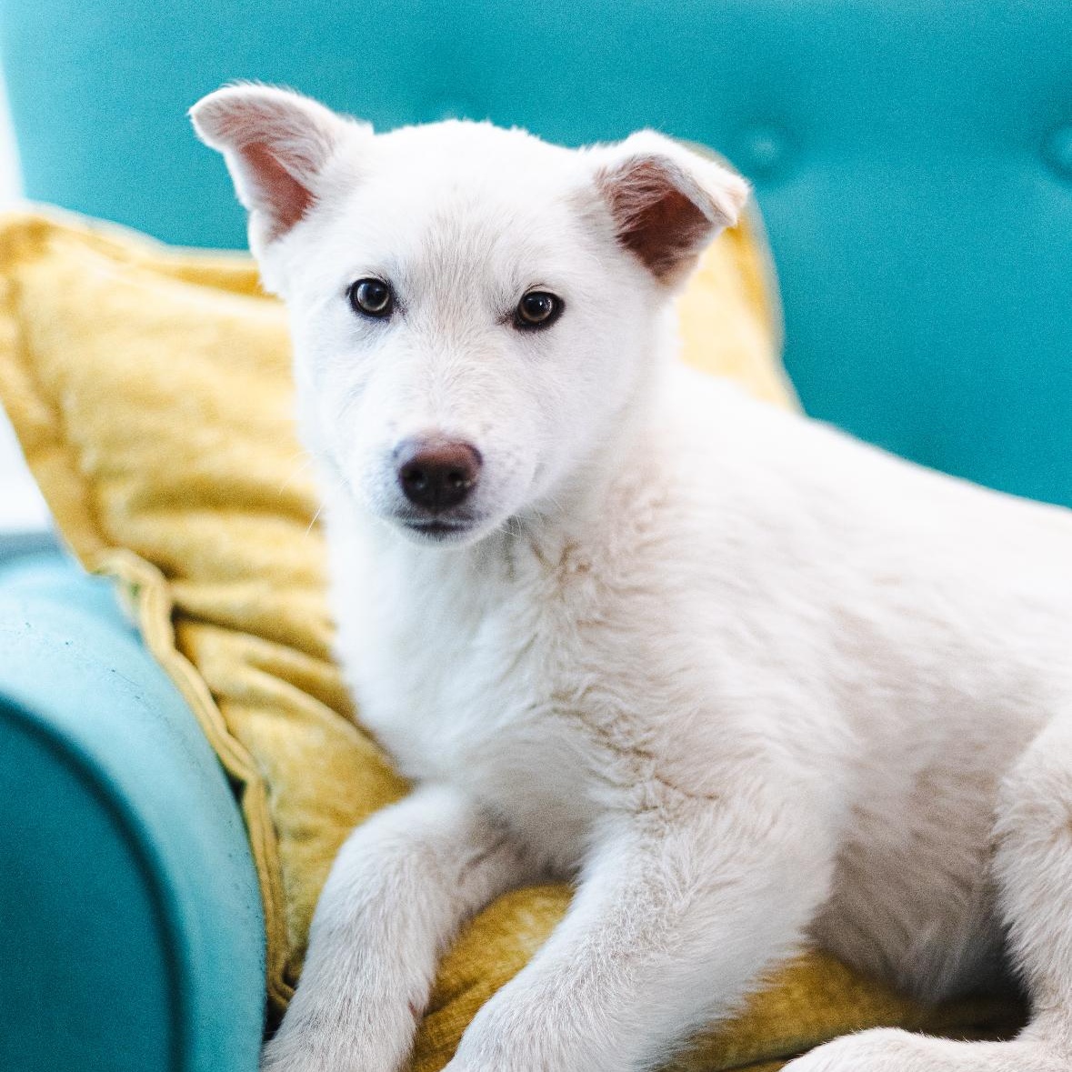 Enlarge Lima, a ADOPTABLE mixed breed in Vancouver, WA image 2/2