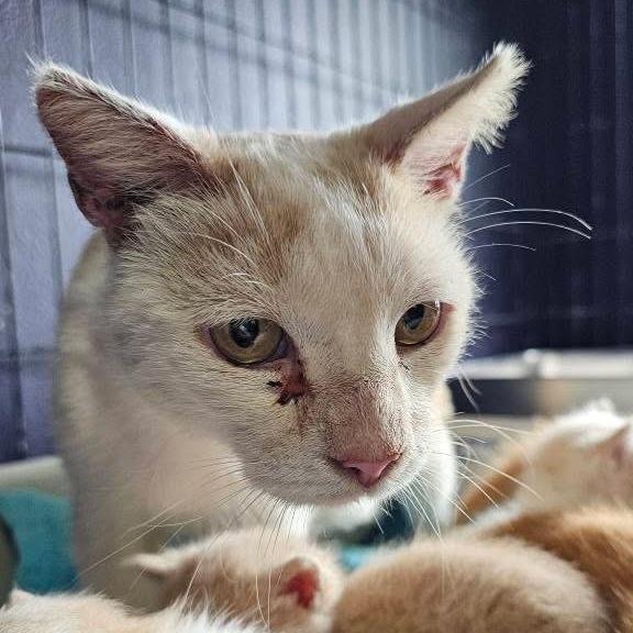 Autumn, Adoptable, Adult Female Domestic Short Hair.