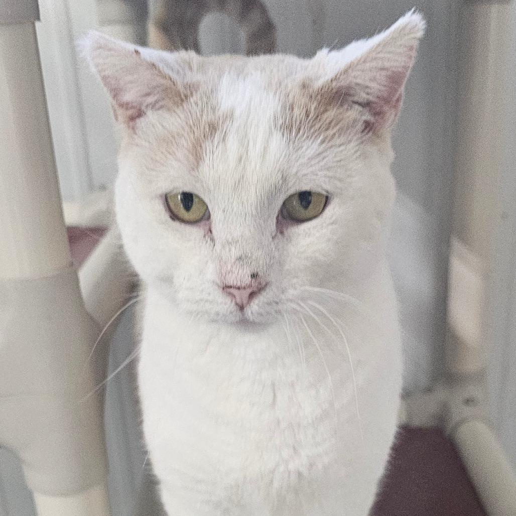 Enlarge Autumn, a Adoptable Domestic Short Hair in Grinnell, IA image 2/5