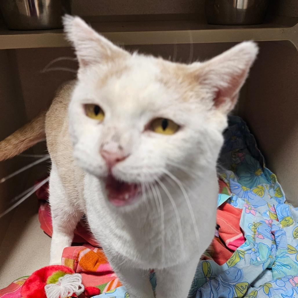 Enlarge Autumn, a Adoptable Domestic Short Hair in Grinnell, IA image 2/4