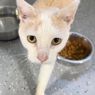 Enlarge Autumn, a Adoptable Domestic Short Hair in Grinnell, IA image 4/4