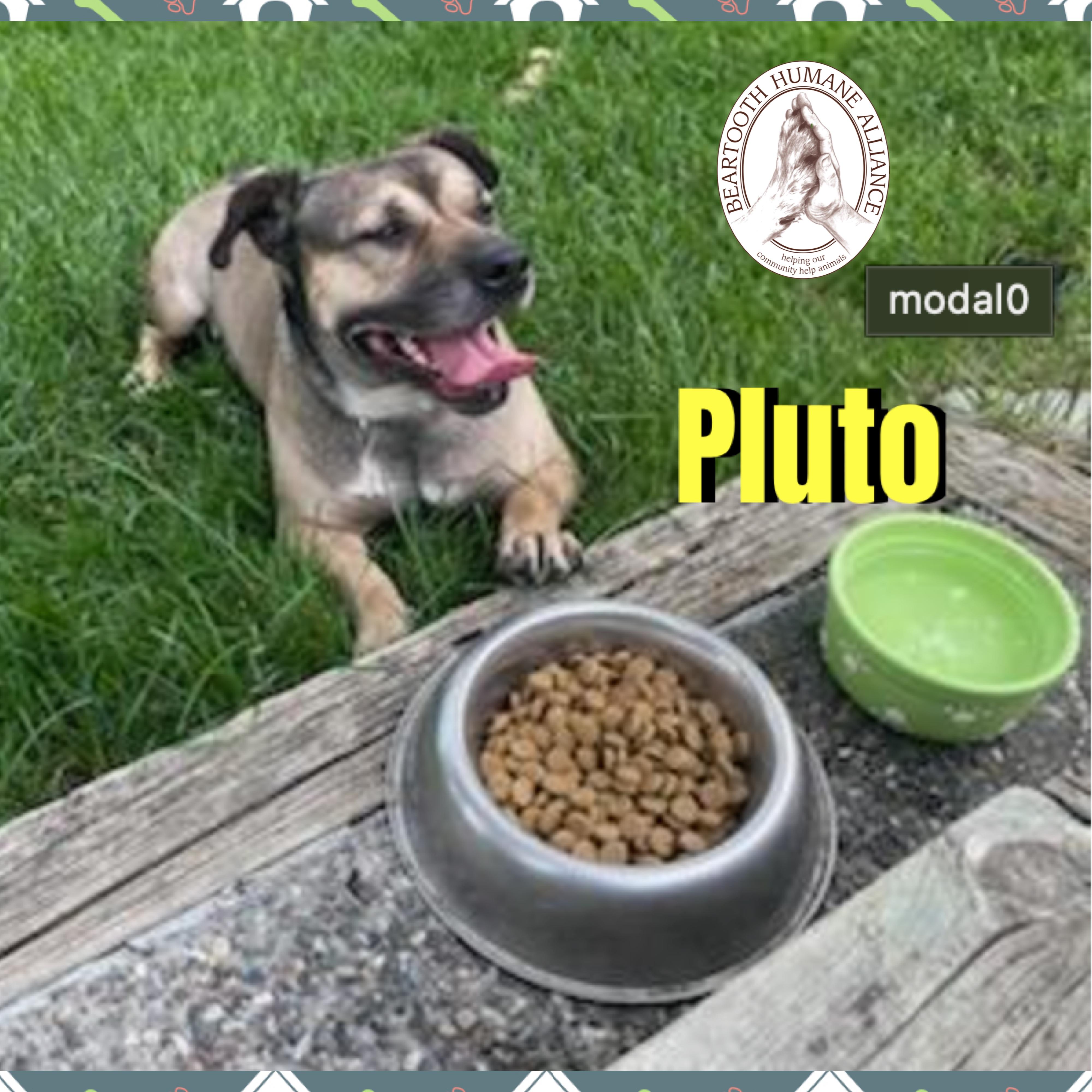 Pluto, a ADOPTABLE mixed breed in Red Lodge, MT image 3/3