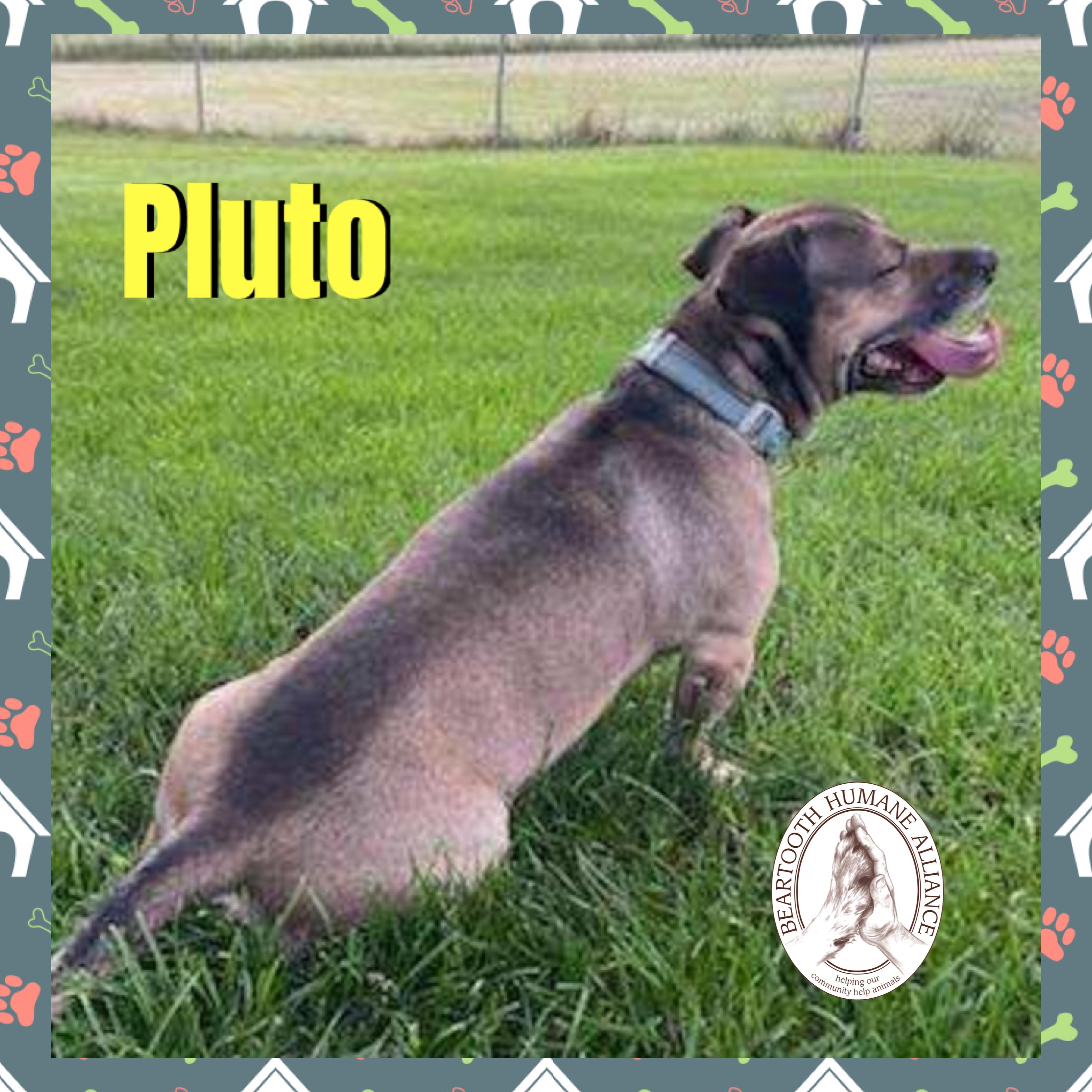 Pluto, a ADOPTABLE mixed breed in Red Lodge, MT image 2/3