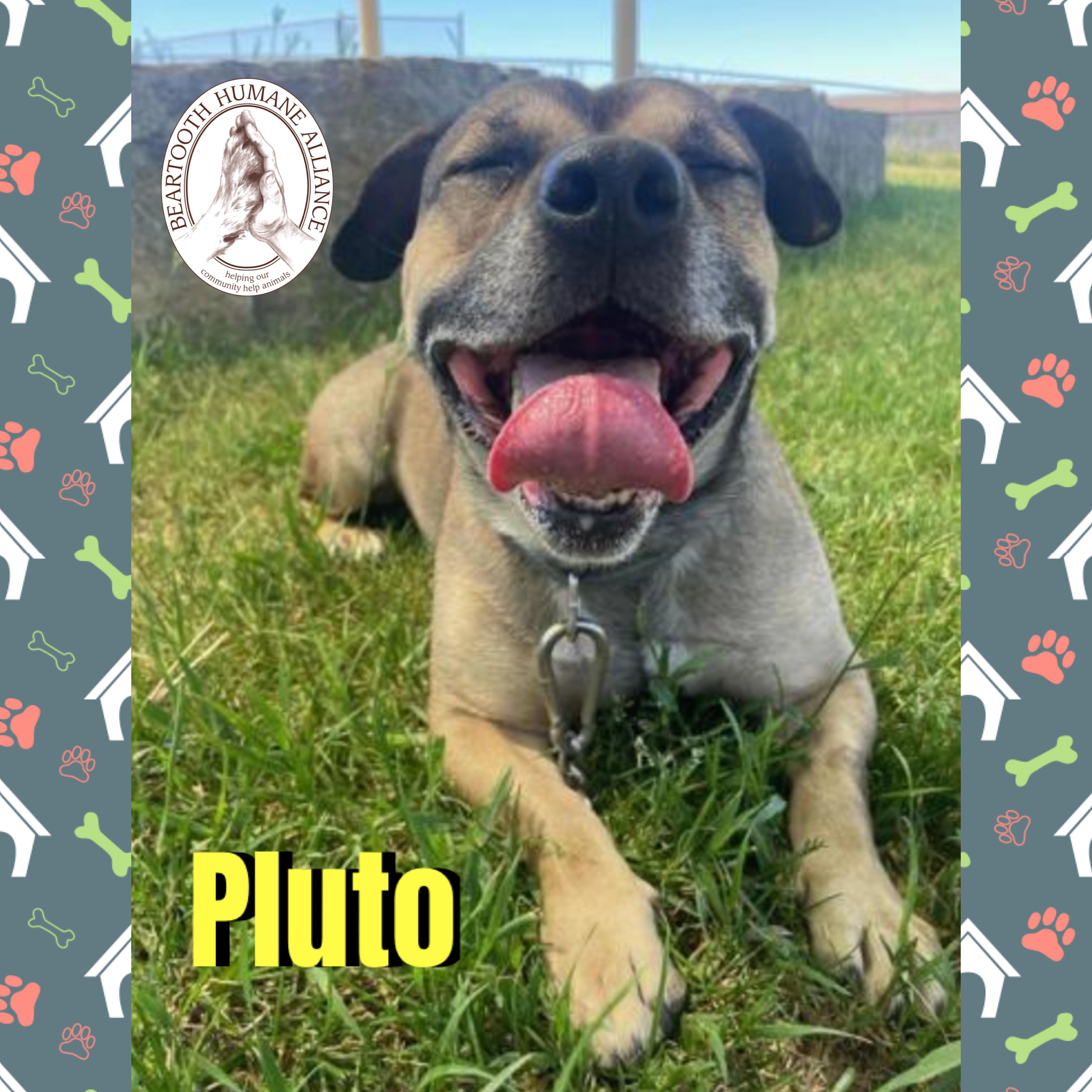 Pluto, ADOPTABLE, Adult Male Terrier.