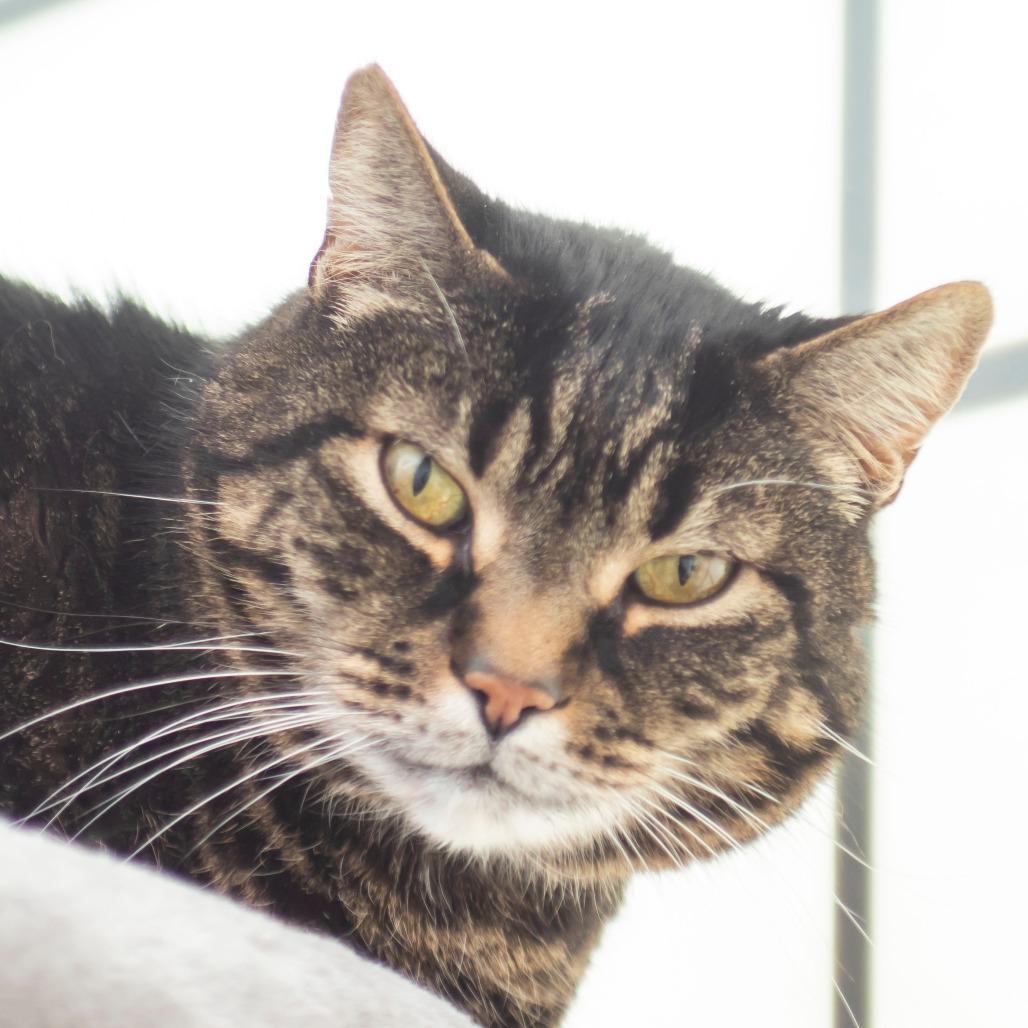 Little Guy, Adoptable, Senior Male Domestic Short Hair.