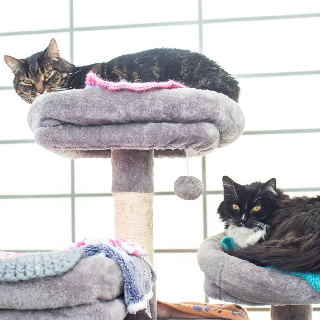 Enlarge Little Guy, a Adoptable Domestic Short Hair in Middletown, RI image 2/2