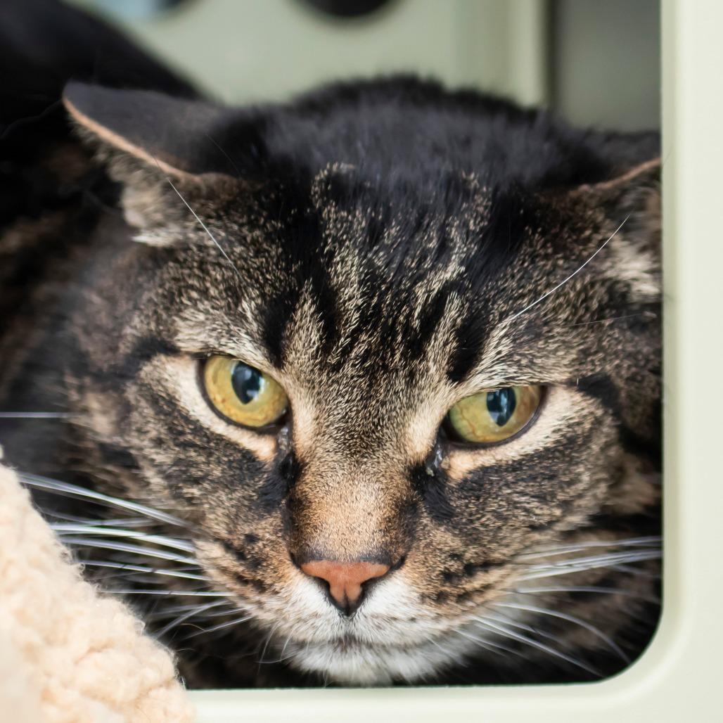 Little Guy, Adoptable, Senior Male Domestic Short Hair.