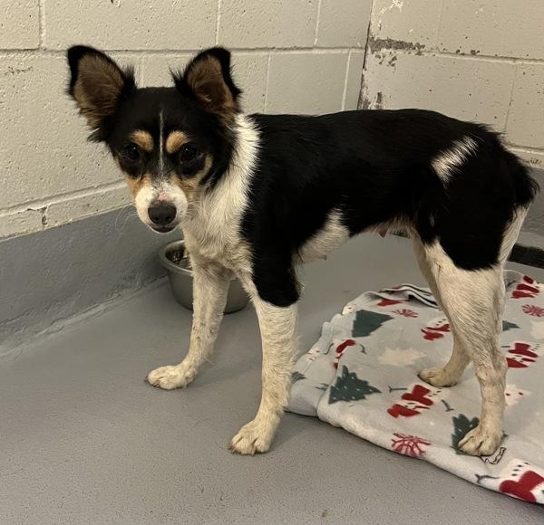 Trudy, Adoptable, Young Female Papillon & Terrier.