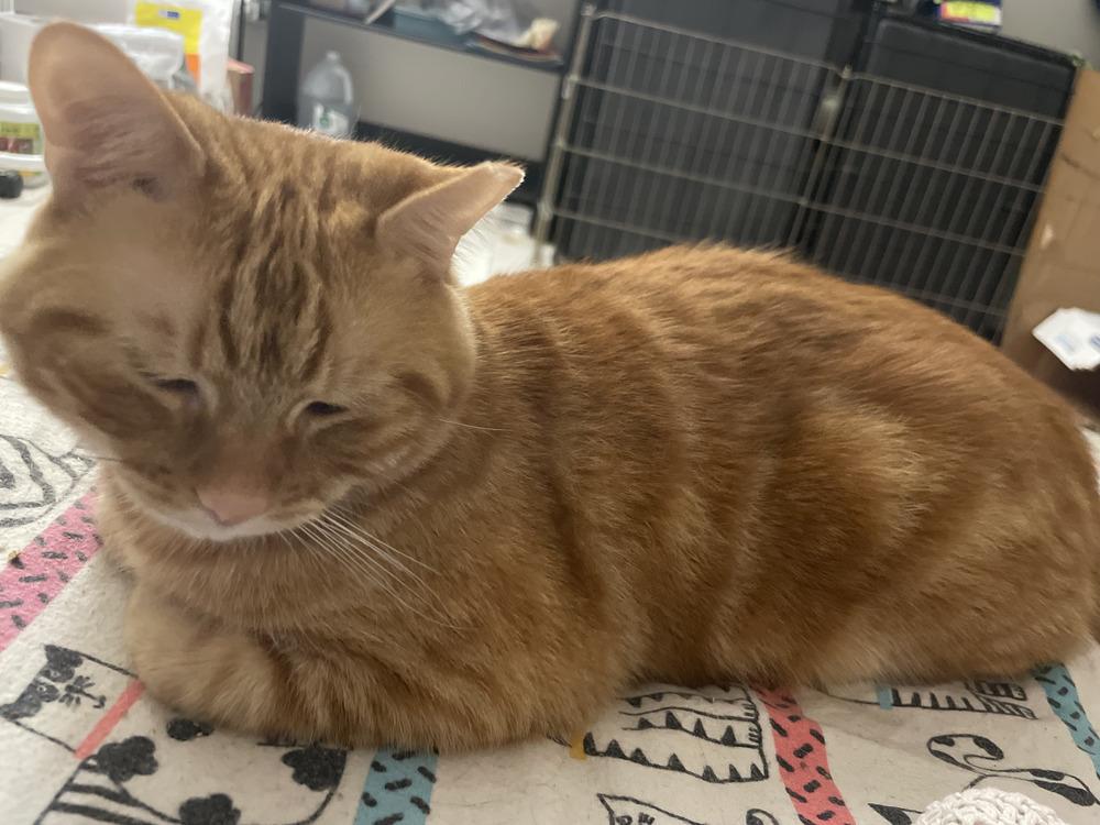 Aragorn, Adoptable, Adult Male Tabby.