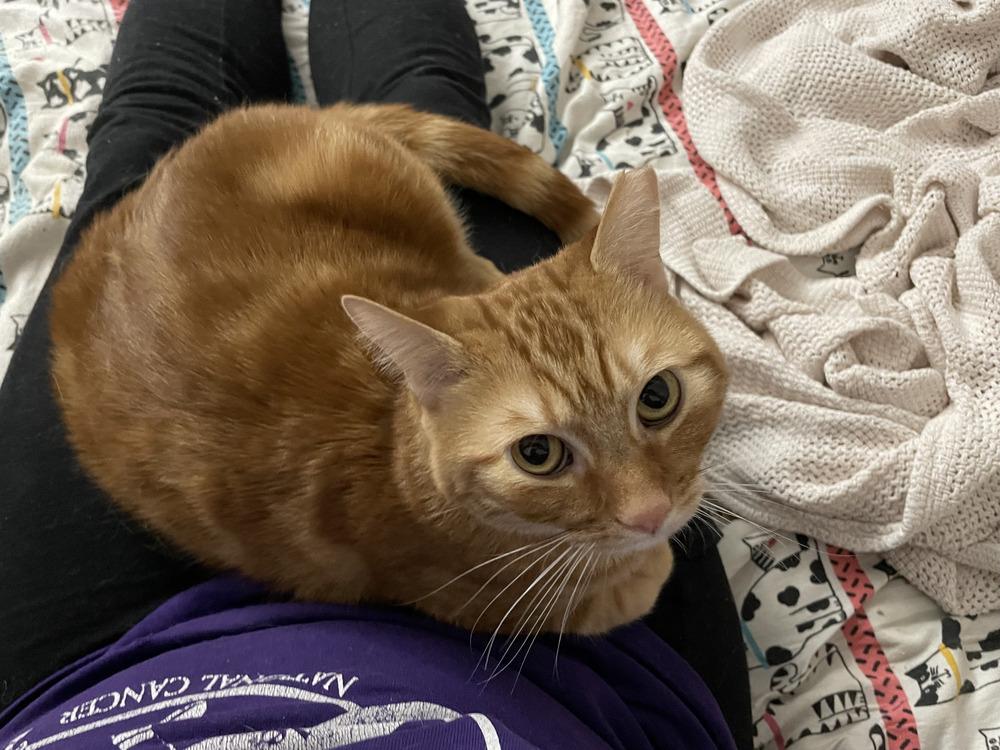 Aragorn, a Adoptable Tabby in Fern Park, FL image 2/6