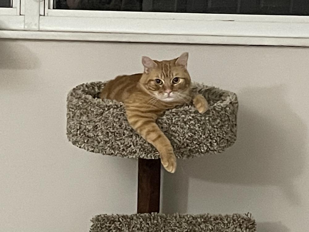 Aragorn, a Adoptable Tabby in Fern Park, FL image 3/6