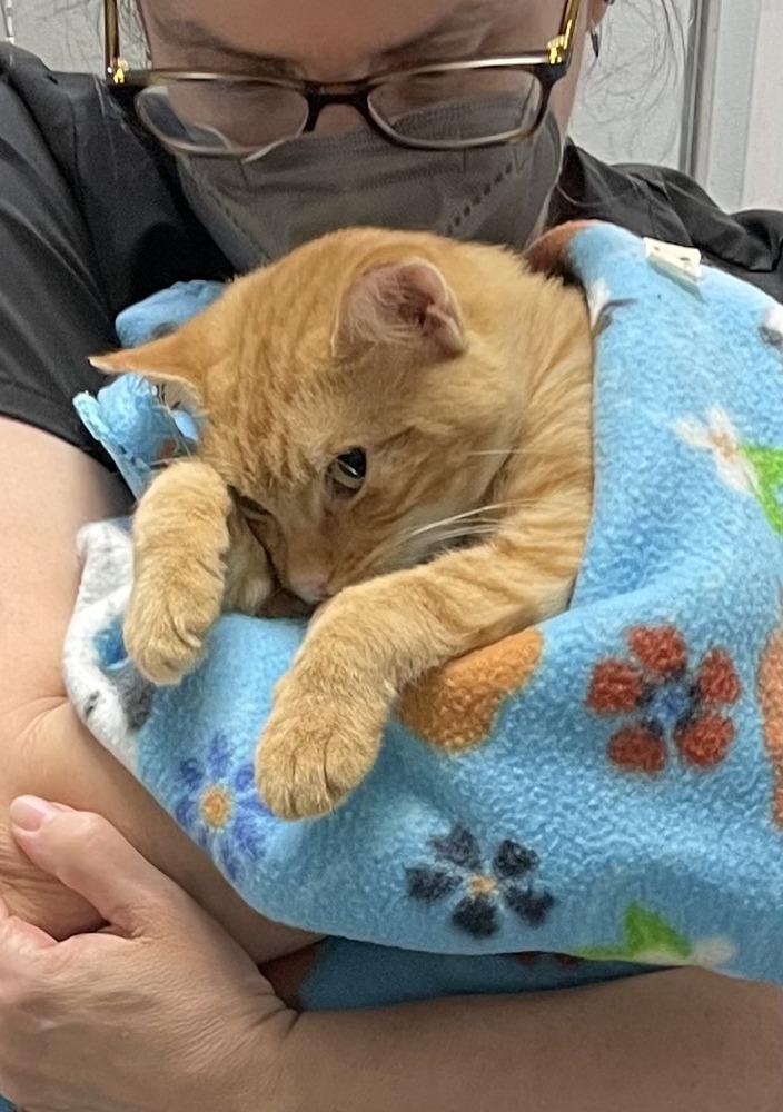 Aragorn, a Adoptable Tabby in Fern Park, FL image 6/6
