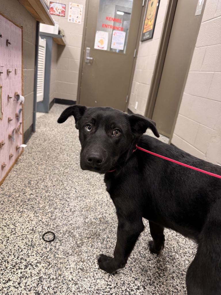 Enlarge Cobb, a Adoptable mixed breed in Hopkinsville, KY image 2/4