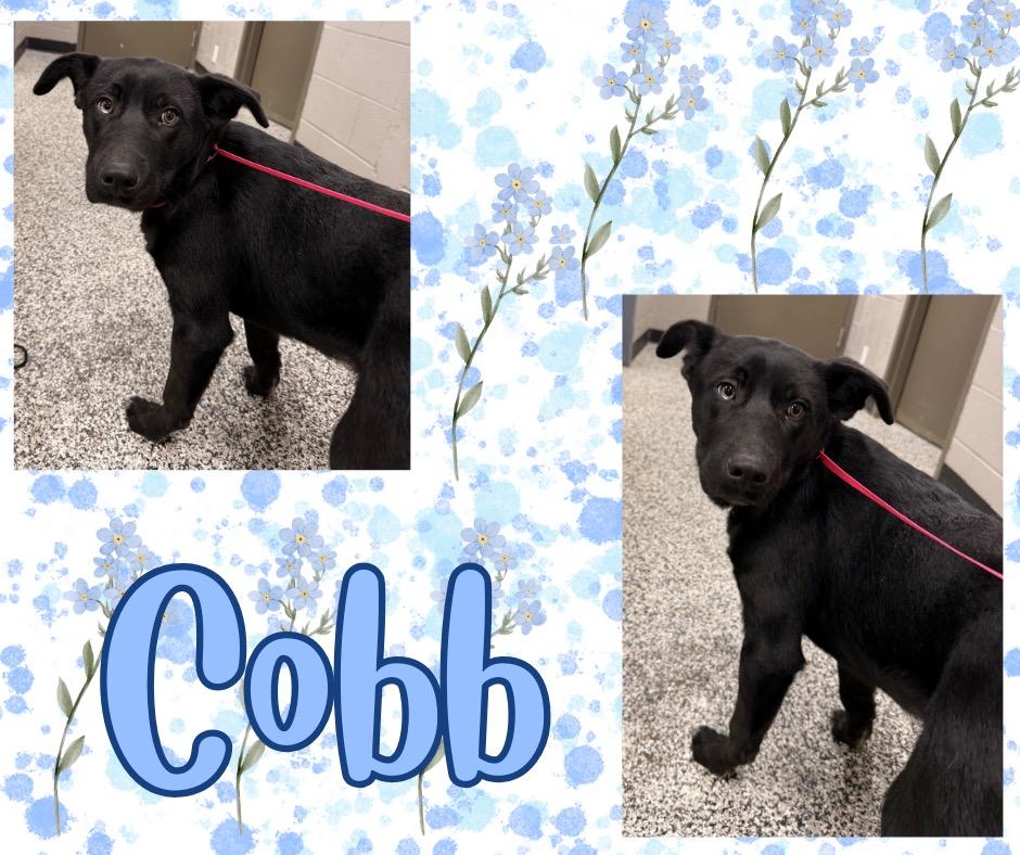 Enlarge Cobb, a Adoptable mixed breed in Hopkinsville, KY image 3/4