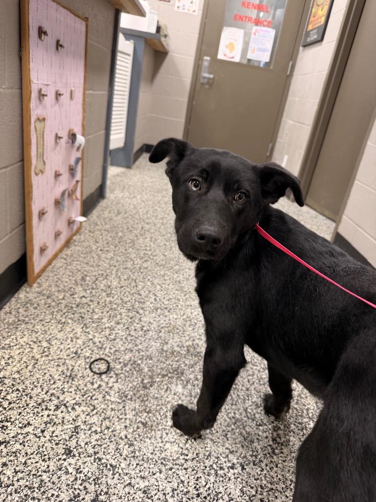 Enlarge Cobb, a Adoptable mixed breed in Hopkinsville, KY image 4/4