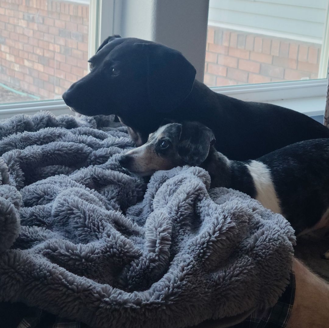 Peanut , Adopted, Adult Male Dachshund.