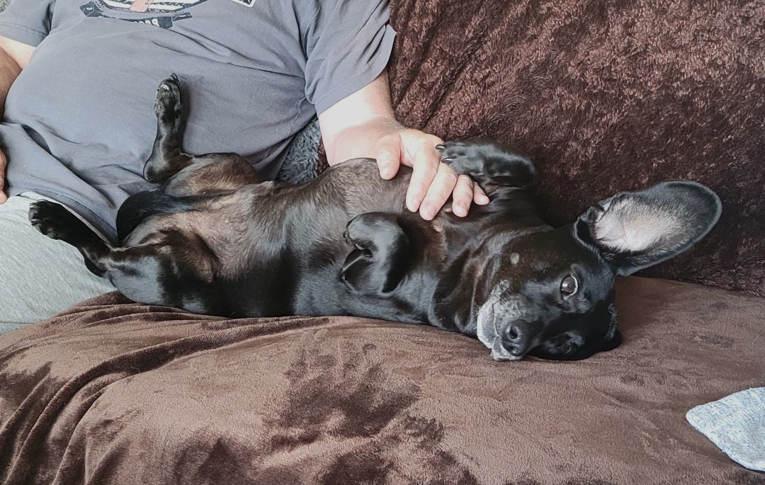 Enlarge Peanut , a Adopted mixed breed in Renton, WA image 2/7