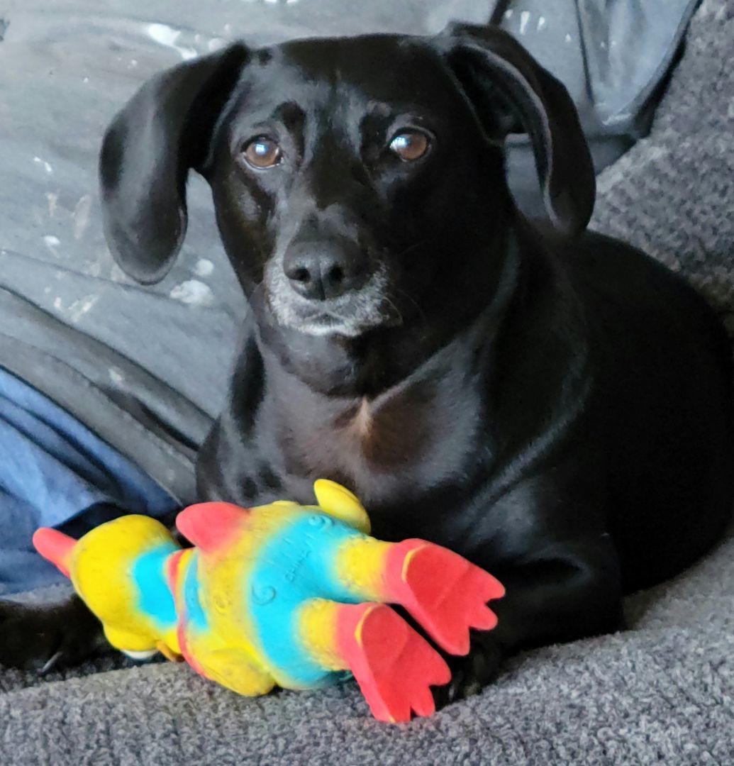 Enlarge Peanut , a Adopted mixed breed in Renton, WA image 3/7