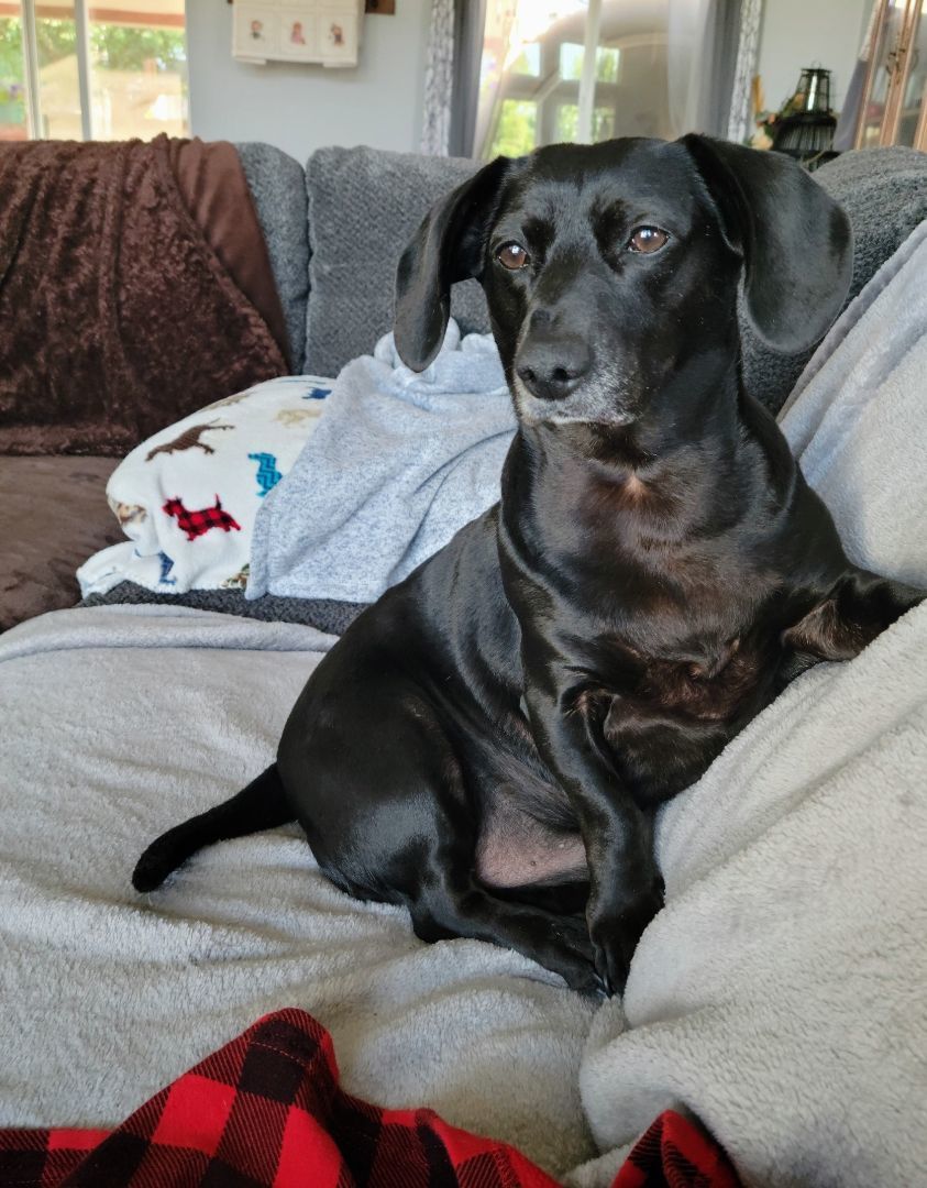 Enlarge Peanut , a Adopted mixed breed in Renton, WA image 4/7