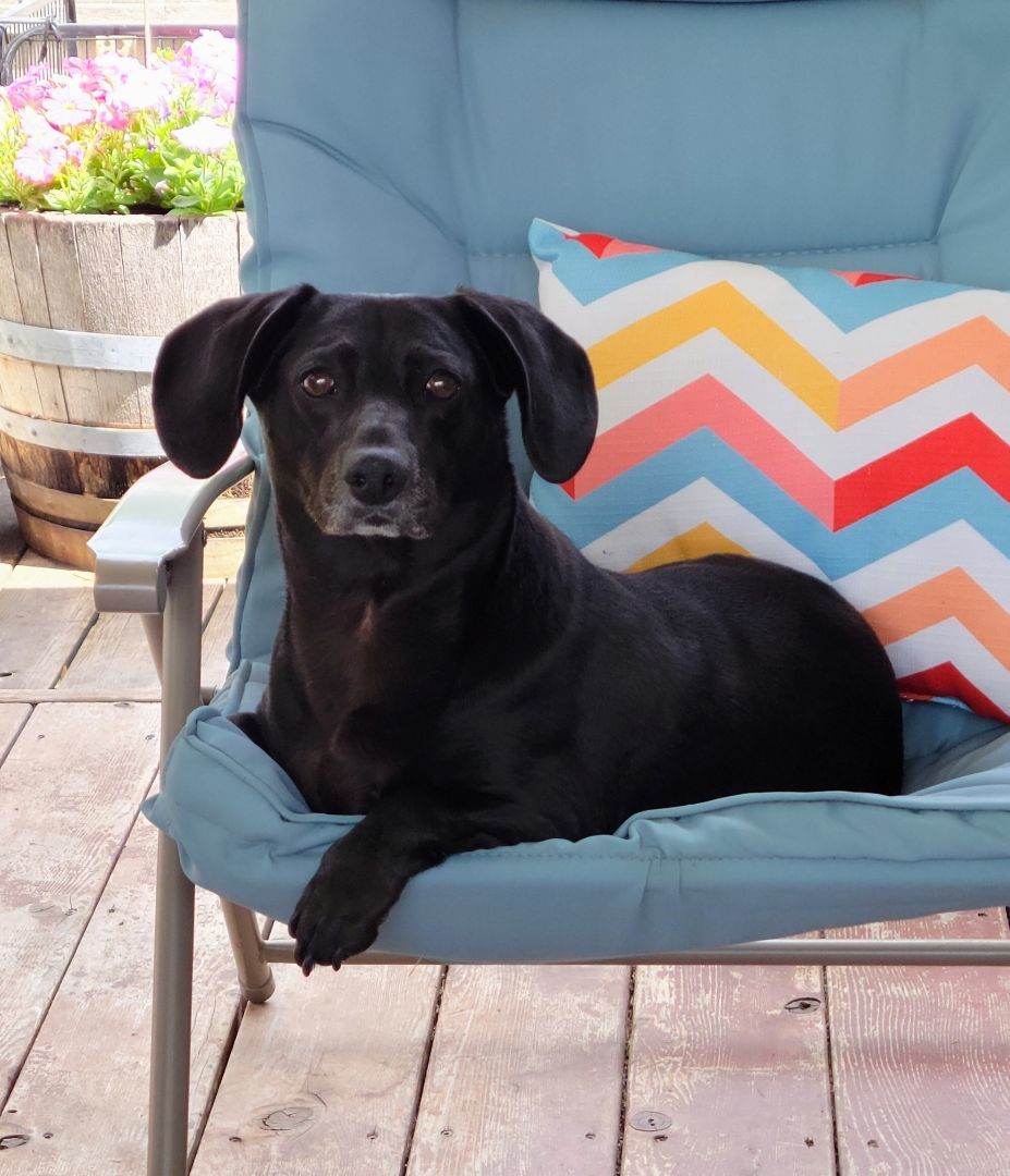 Enlarge Peanut , a Adopted mixed breed in Renton, WA image 5/7