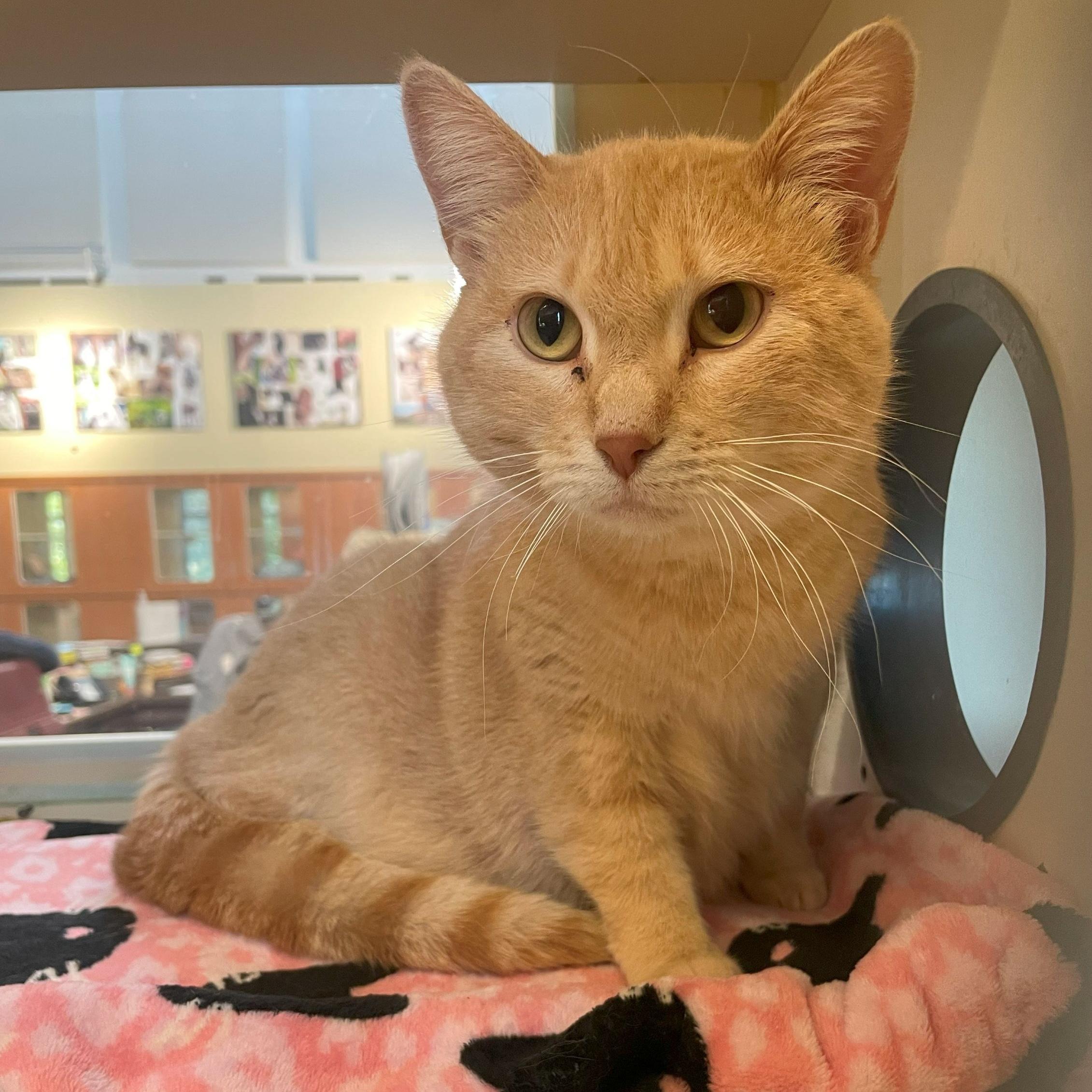 Enlarge Quinn, a Adoptable Domestic Short Hair in Rochester, MN image 3/3