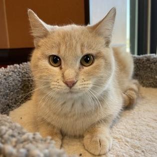 Enlarge Quinn, a Adoptable Domestic Short Hair in Rochester, MN image 2/3