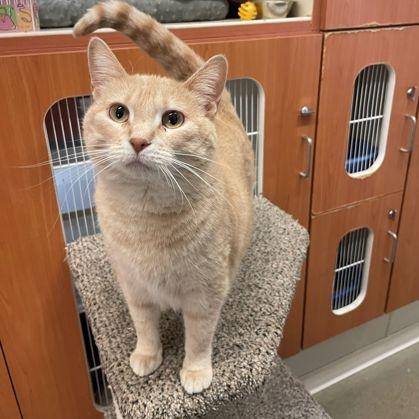 Quinn, Adoptable, Adult Female Domestic Short Hair.