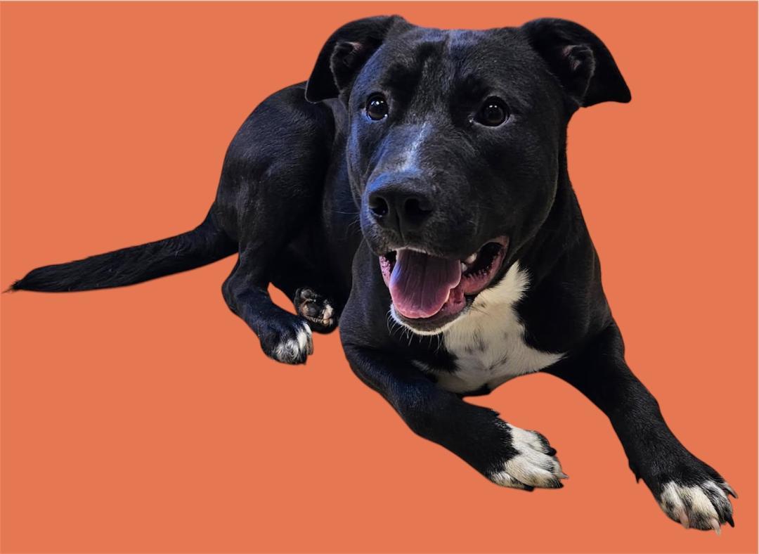 Enlarge Pumba, a Adoptable mixed breed in New Castle, IN image 1/1