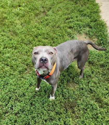 Blueberry, a Adoptable Pit Bull Terrier in Lafayette, IN image 1/3