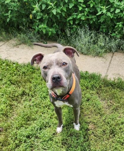 Blueberry, a Adoptable Pit Bull Terrier in Lafayette, IN image 2/3