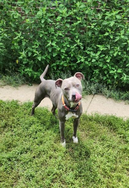 Blueberry, a Adoptable Pit Bull Terrier in Lafayette, IN image 3/3