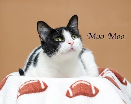 Moomoo, Adoptable, Adult Female Domestic Short Hair & Domestic Short Hair.