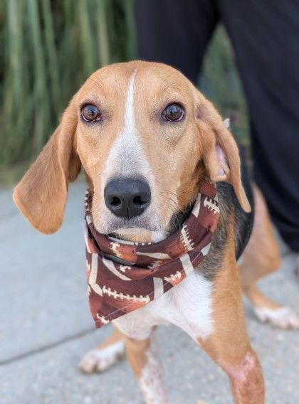 Russell Handsome Hound