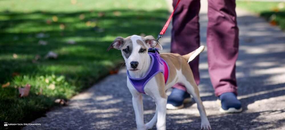 Enlarge Kenzie, a Adoptable mixed breed in Grand Rapids, MI image 1/4