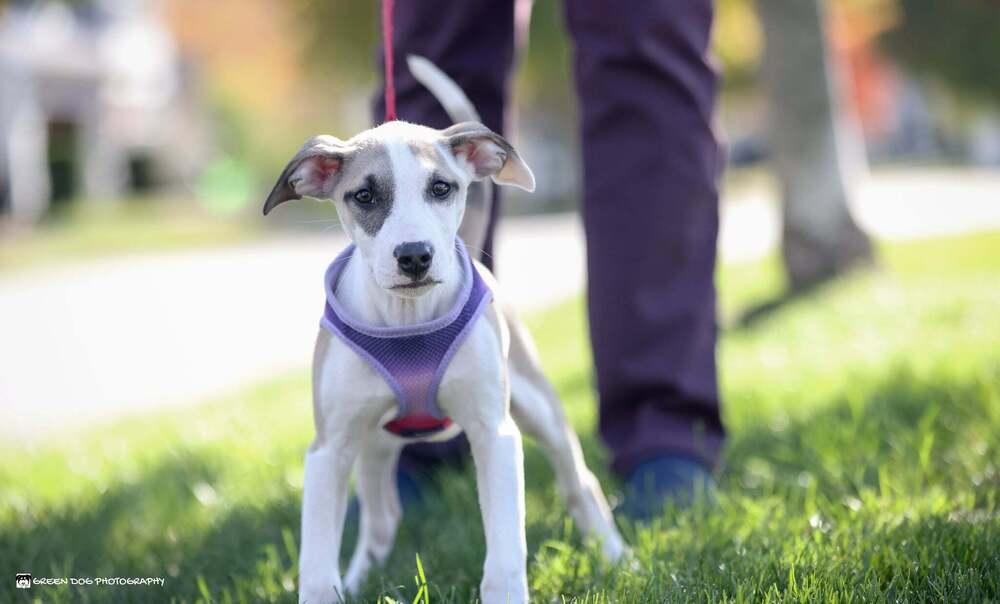 Enlarge Kenzie, a Adoptable mixed breed in Grand Rapids, MI image 2/4