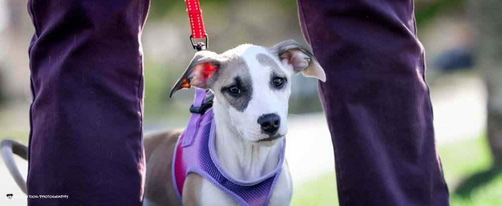 Enlarge Kenzie, a Adoptable mixed breed in Grand Rapids, MI image 3/4