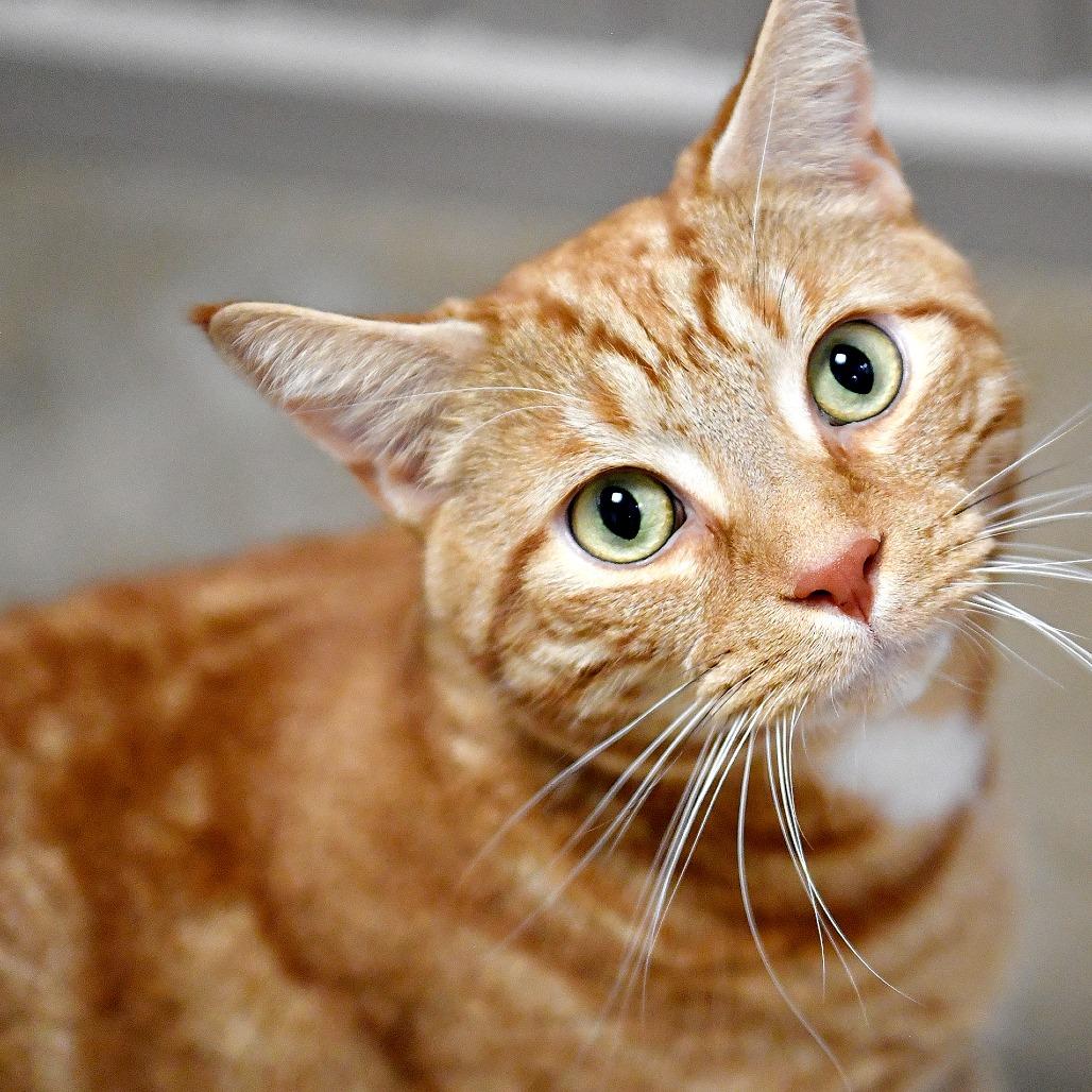Enlarge Tub-O Margarine, a Adoptable Domestic Short Hair in York, PA image 4/6