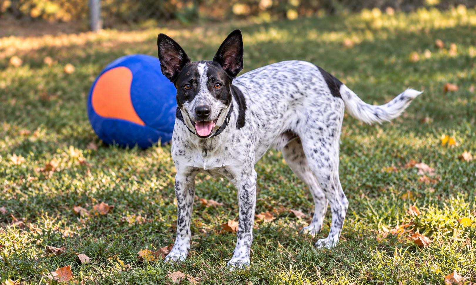 Enlarge Thunder (Peg- fostered in TN), a Adoptable mixed breed in Brooklyn, CT image 2/6