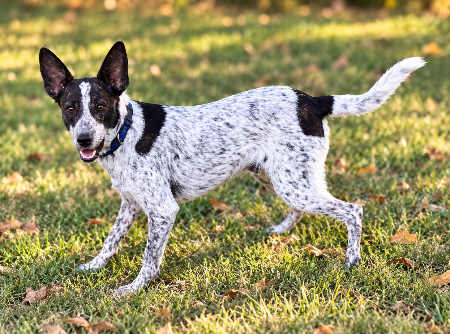 Enlarge Thunder (Peg- fostered in TN), a Adoptable mixed breed in Brooklyn, CT image 3/6